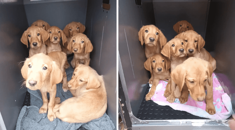Seven golden Labrador puppies were found abandoned inside a crate in Kent (Swale Borough Council Stray Dog Service)