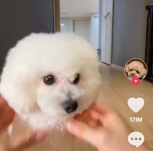 A cute poodle runs right into its owner's fingers