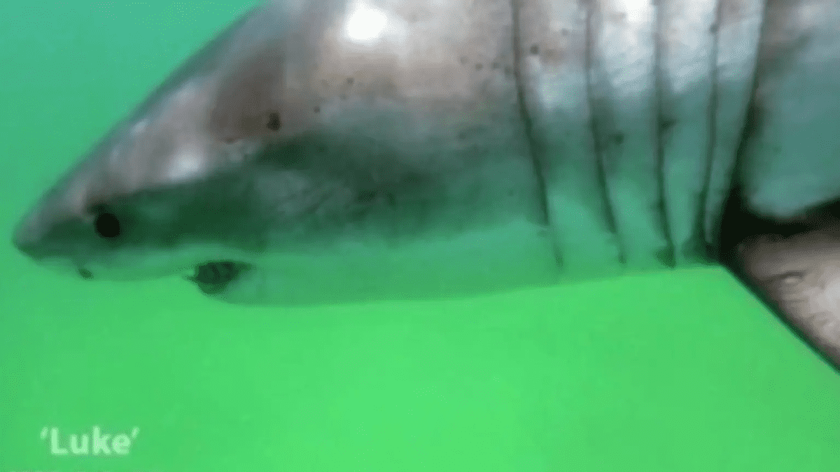 A great white named Luke was spotted cruising the waters off of Cape Cod (Atlantic White Shark Conservancy via Sharktivity App)