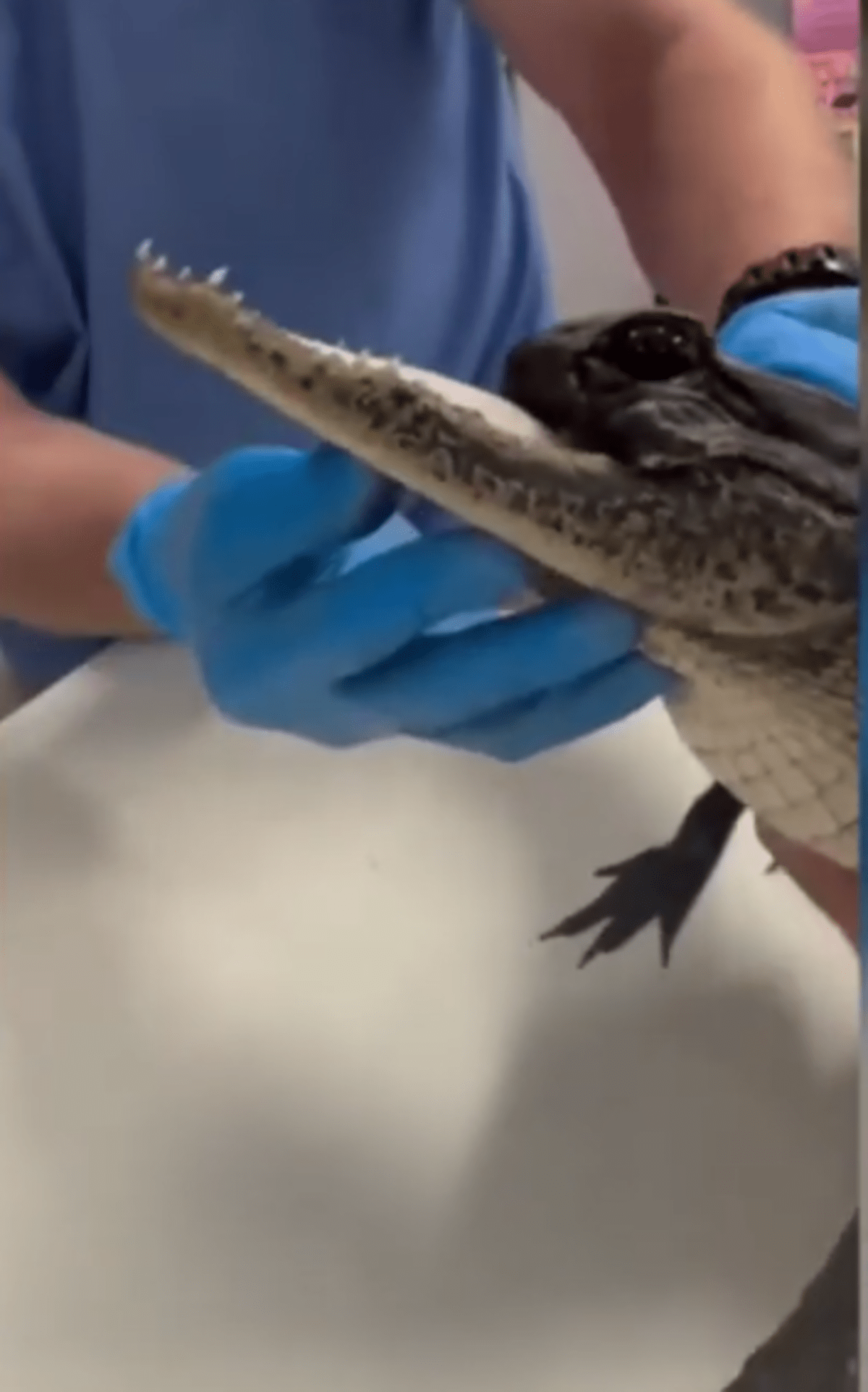 (@CBS12NewsWPEC/Youtube)