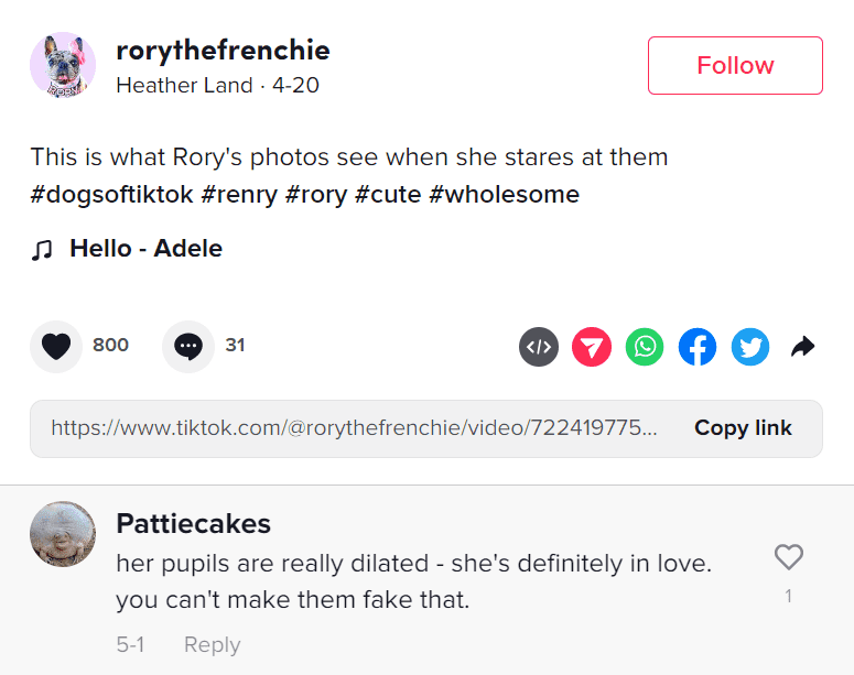 (rorythefrenchie/TikTok)