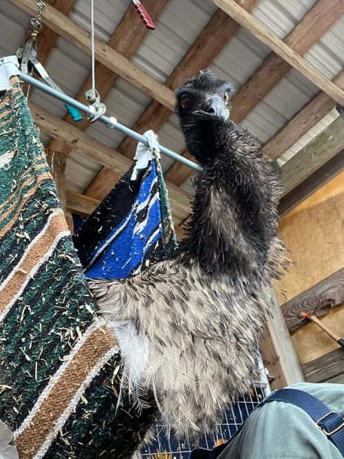 Taylor revealed that her emu's condition is improving and that he tested negative for avian influenza. (Eco sister/ Twitter)