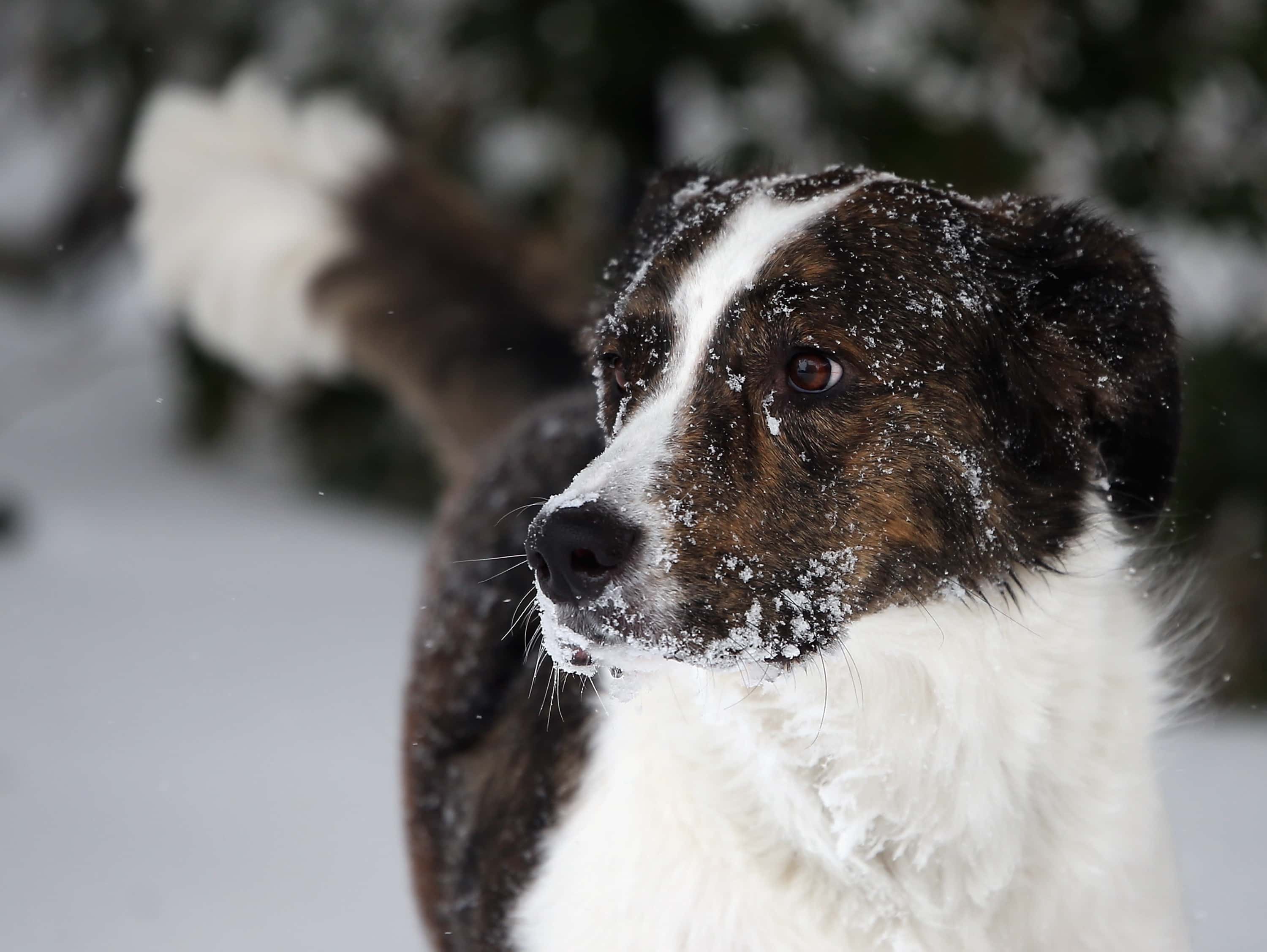 A border collie mix dog frolics in the accumulated snow on January 27, 2015 in Old Bethpage. New York. The Long Island region received between twelve and thirty inches of snow overnight into midday Tuesday from Winter Storm Juno.