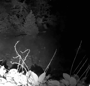 Danelo Cavalante spotted running through bushes in Pocopson Town (
Chester County District Attorney's Office)
