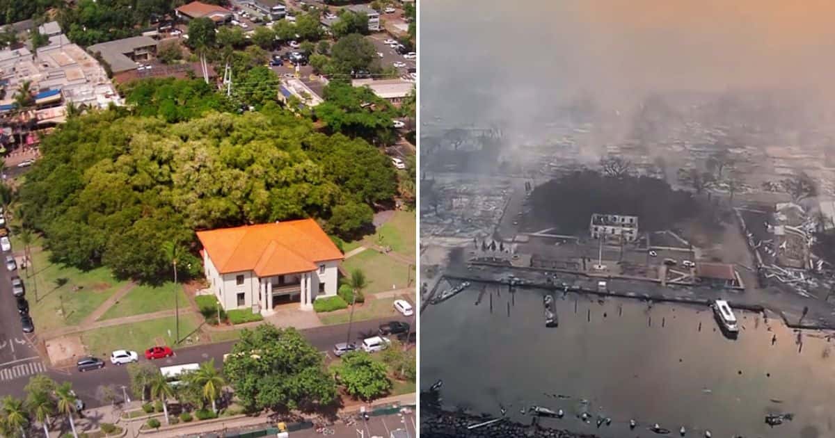Before (L) and after: Internet users are upset over the possibility of losing the Lahaina Banyan tree (LahainaTown Official Website, @KashPrime/Twitter)