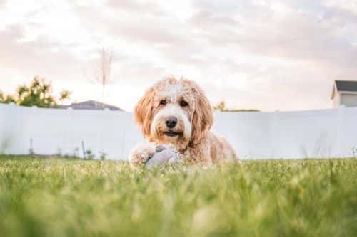 A bernedoodle (Getty Images)