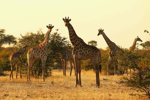 A tower of giraffes at sunrise in the Mashatu game reserve on July 27, 2010 in Mapungubwe, Botswana. Mashatu is a 46,000 hectare reserve located in Eastern Botswana where the Shashe river and Limpopo river meet.