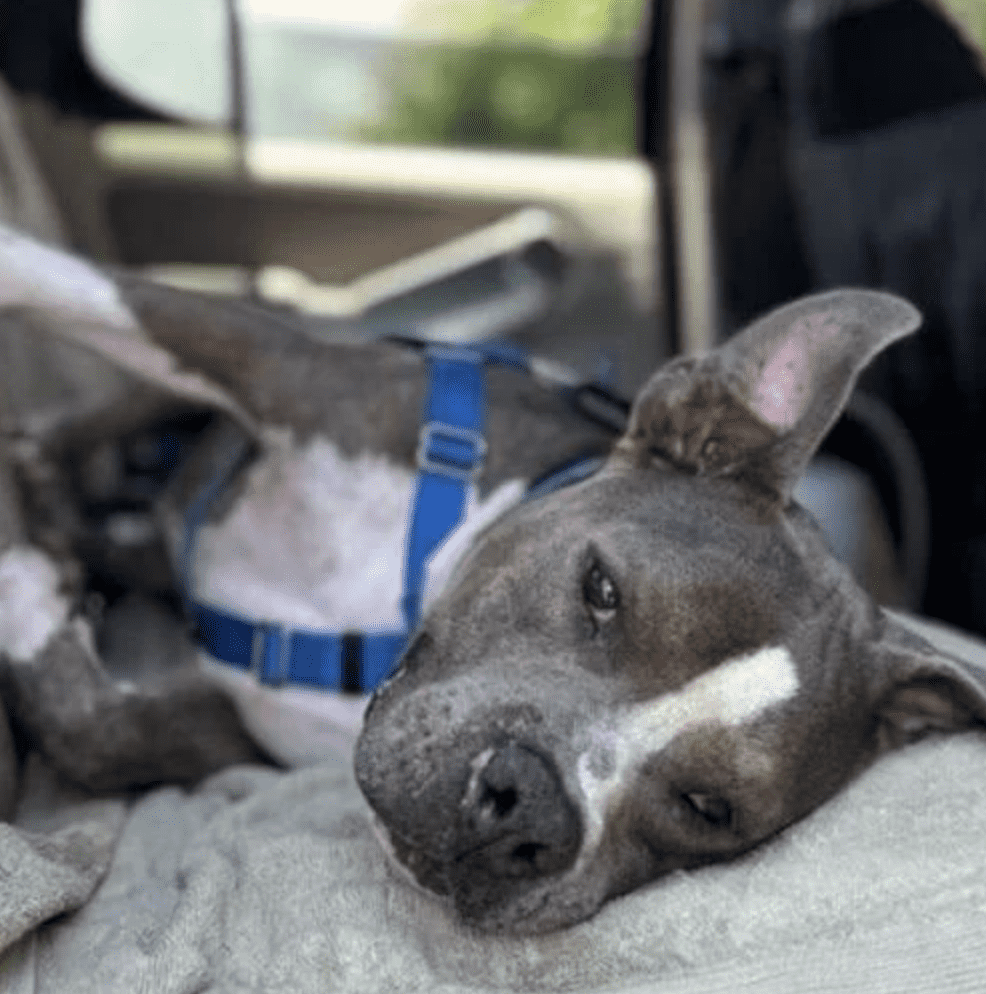 (Maui Humane Society)