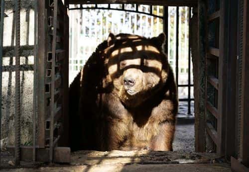 Mark was only a cub when he was brought to the Sofra e Ariut (Bear's Table) restaurant. (Four Paws International)