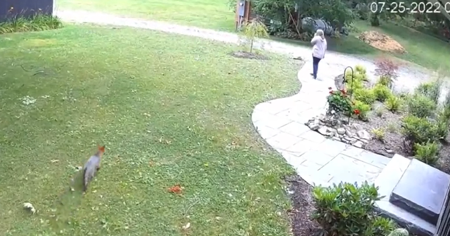 The fox can be seen sneaking up from behind (Twitter/ )