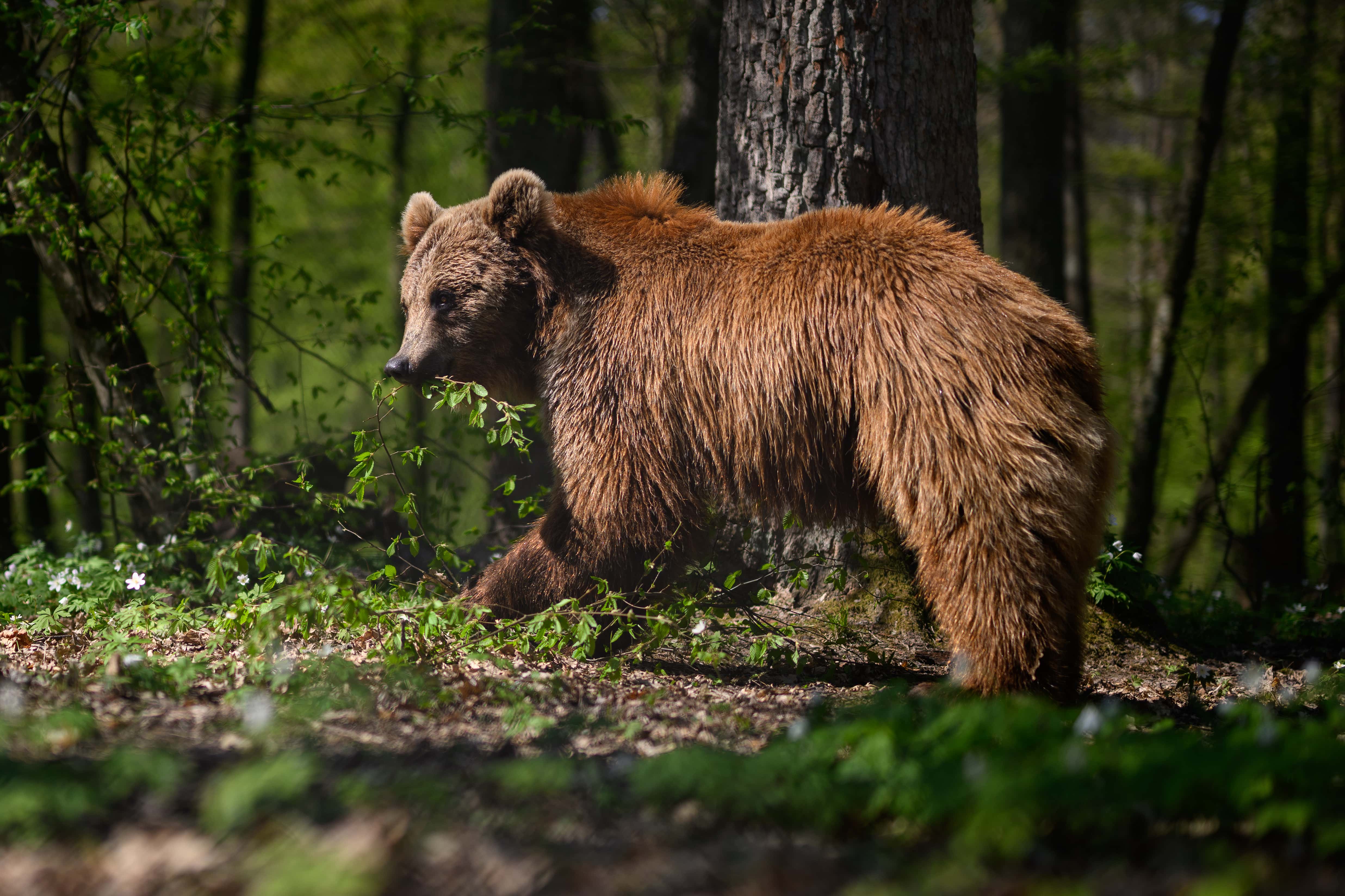 One of the brown bears recently moved from Kyiv wanders around the woodland area of its new home at the Bear Sanctuary Damazhyr on May 06, 2022 in Lviv, Ukraine. As the effects of the Russian invasion of Ukraine spread across the country, Bear Sanctuary Domazhyr took in seven bears from the White Rock Bear Shelter near Kyiv which is run by the Four Paws partner organisation