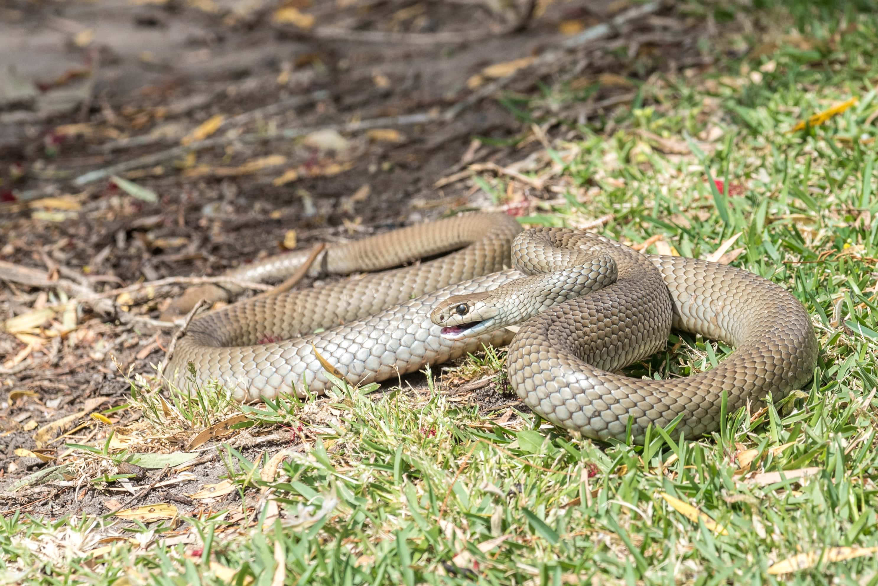 Eastern Brown snake (Pseudonaja textilis), often referred to as the common brown snake.  This is the second most poisonous snake in the world and is indigenous to Australia