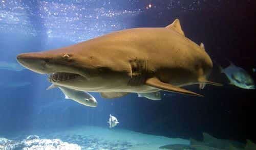 (FILE PHOTO) A shark swims in a tank at the New York Aquarium August 7, 2001 in Coney Island, New York City. Florida''s Pasco county issued a shark warning August 14, 2001 after hundreds of sharks were spotted schooling off the coast near a popular beach area.