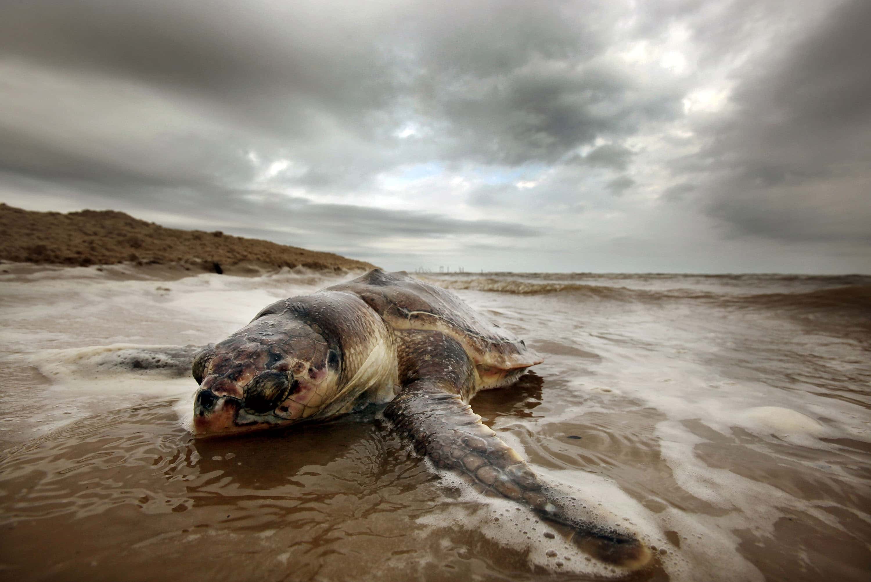 A dead sea turtle is seen washed onto shore April 14, 2011 in Waveland, Mississippi. Endangered sea turtles and dolphins are still dying in high numbers in Mississippi, which continues to be impacted by tar balls and weathered oil. There have been 67 reported sea turtle deaths in Mississippi through April 11 and many believe the BP spill is to blame. April 20th marks the one-year anniversary of the worst environmental disaster in U.S. history.