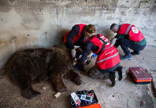 Mark, Albania’s last ‘restaurant bear,’ recused after 20 years of Captivity (Four Paws International)