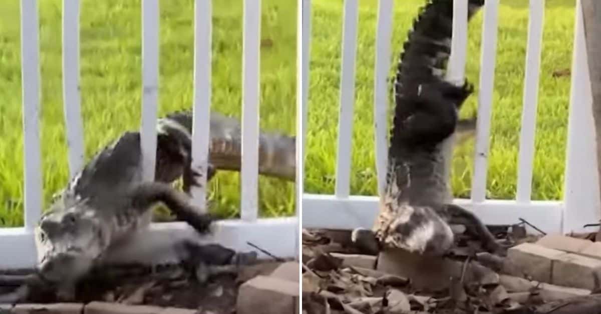 A 6-foot alligator breaches a fence to make a nest in a Florida&nbsp;man's backyard near Cocoa Beach (FOX 35 Orlando/YouTube)