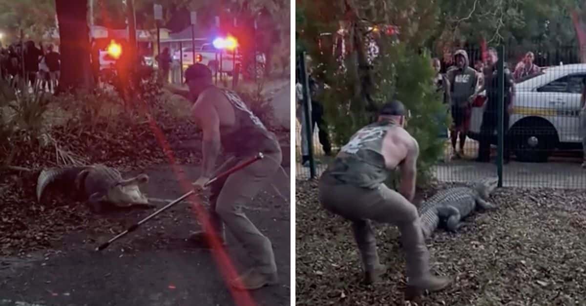 Mike Dragich fights the alligator by his tail before pinning it down (@bluecollar_brawler/Instagram)