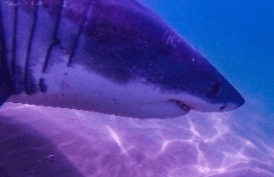 The Sharktivity app detected a shark known as Granese off the coast of Nauset Beach (Credit: Atlantic White Shark Conservancy Sharktivity App)