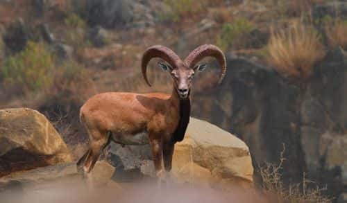 Urial Sheep (Zahoor Salmi/Getty Images)