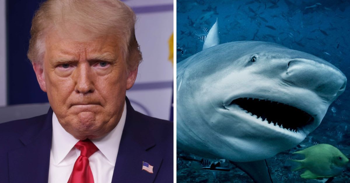 Donald Trump has a fear of sharks (Getty Images)