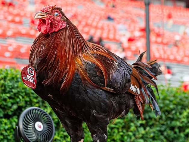 Sir Big Spur (Photo via Facebook)