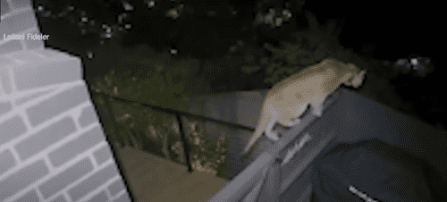 (Screenshot from Youtube/KTLA 5)