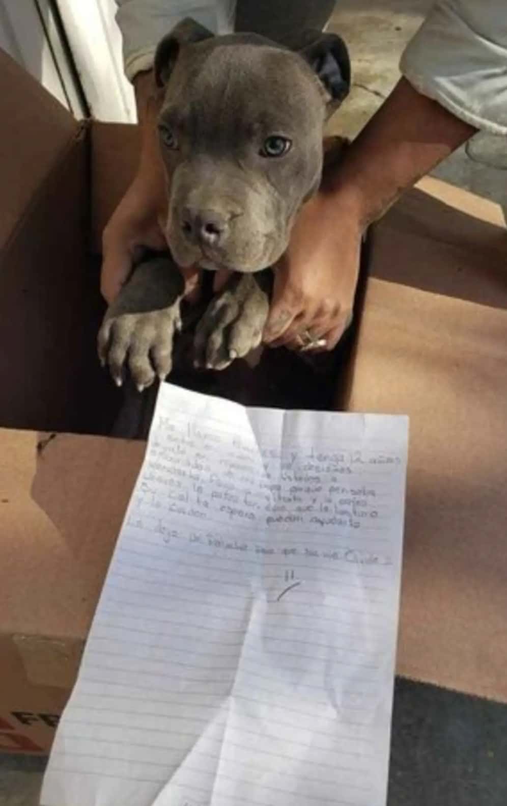 A 12-year-old lad in Mexico left his adorable little puppy outside a shelter in a cardboard box. (Photo via Xollin)