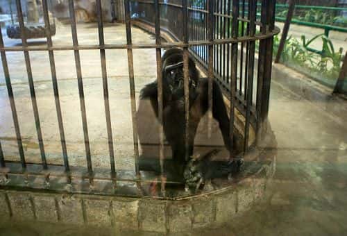 Bua Noi, the zoo's only gorilla, is seen in her enclosure at the Pata Zoo on September 25, 2014 in Bangkok, Thailand.  Located on the 6th and 7th floors of the aging Pata Department Store, the Pata Zoo is being criticized by animal rights activists for having cramped, inadequate facilities. A recent campaign to free Bua Noi, the zoo's only gorilla, has received over 35,000 signatures and the chief of Thailand's Department of National Parks, Wildlife and Plant Conservation has agreed to meet with activists to discuss the matter.