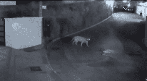 (Screenshot from Youtube/KTLA 5)