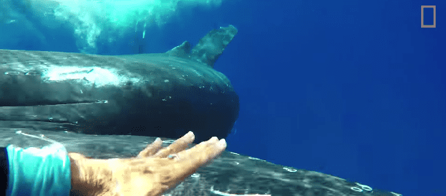 Nan emotionally recounts the extraordinary experience of a 50,000-pound humpback whale rescuing her from a shark, taking her on a thrilling emotional rollercoaster (nationalgeography/YouTube)