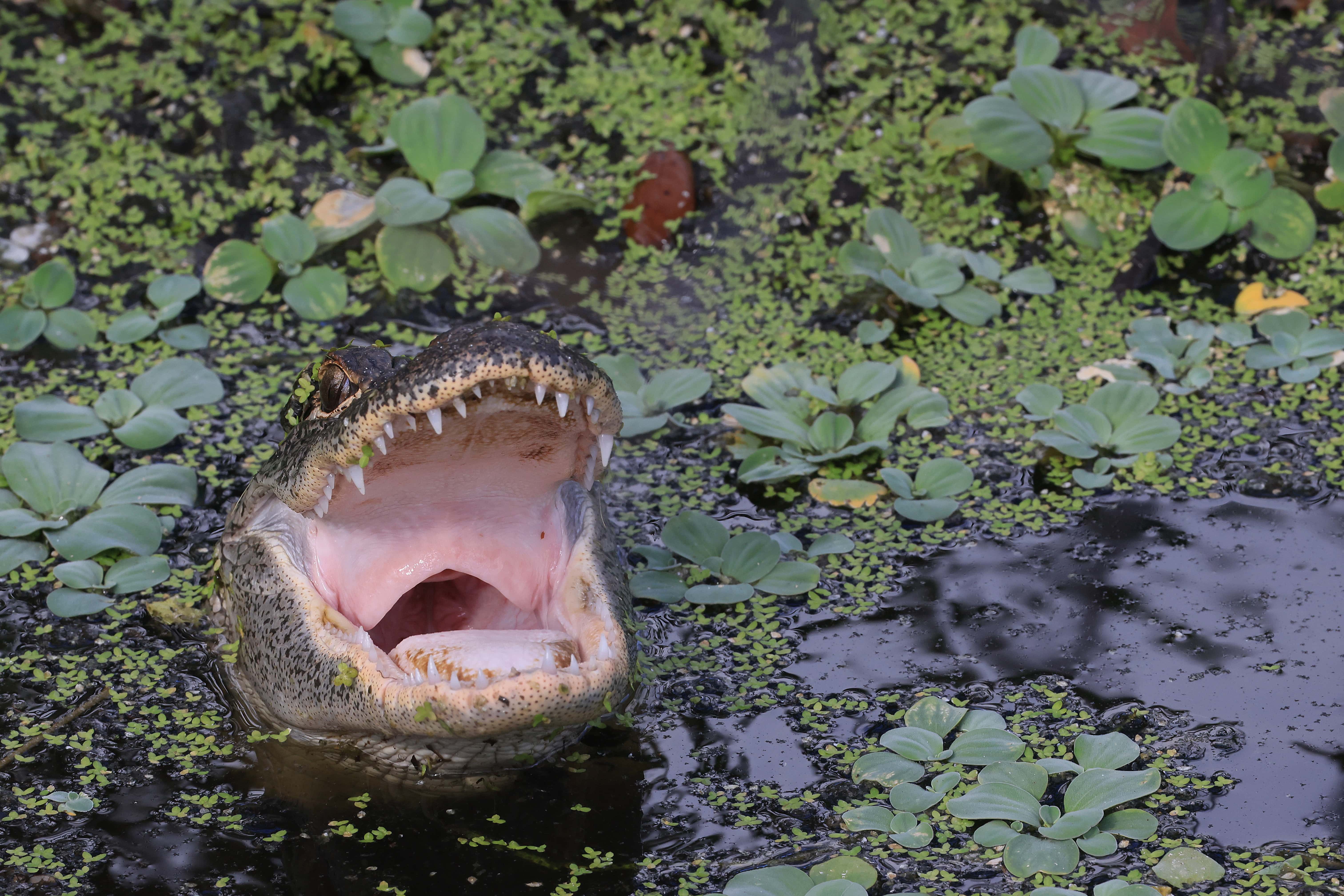 An alligator populates the Wakodahatchee Wetlands on June 27, 2022 in Delray Beach, Florida.