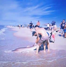 The young man was seen seeking help from another person to pull the shark from the water ( Event News/ YouTube)