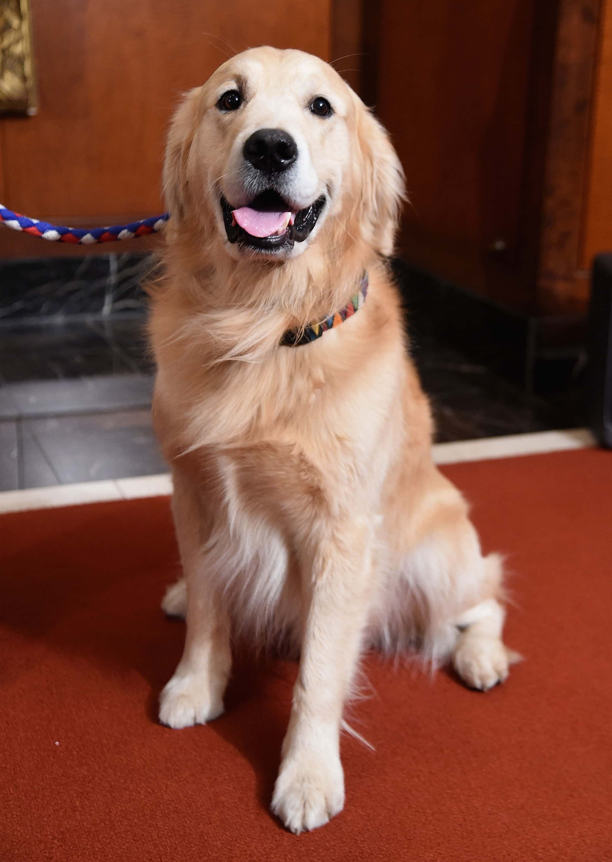 A  Golden Retriever attends the American Kennel Club Presents The Nation's Most Popular Breeds Of 2015 at AKC Headquarters on February 22, 2016 in New York City.