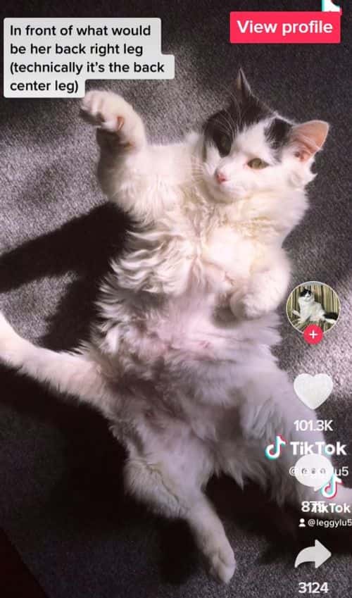TikTokers have been frequently asking questions regarding the 5-legged cat (TikTok)