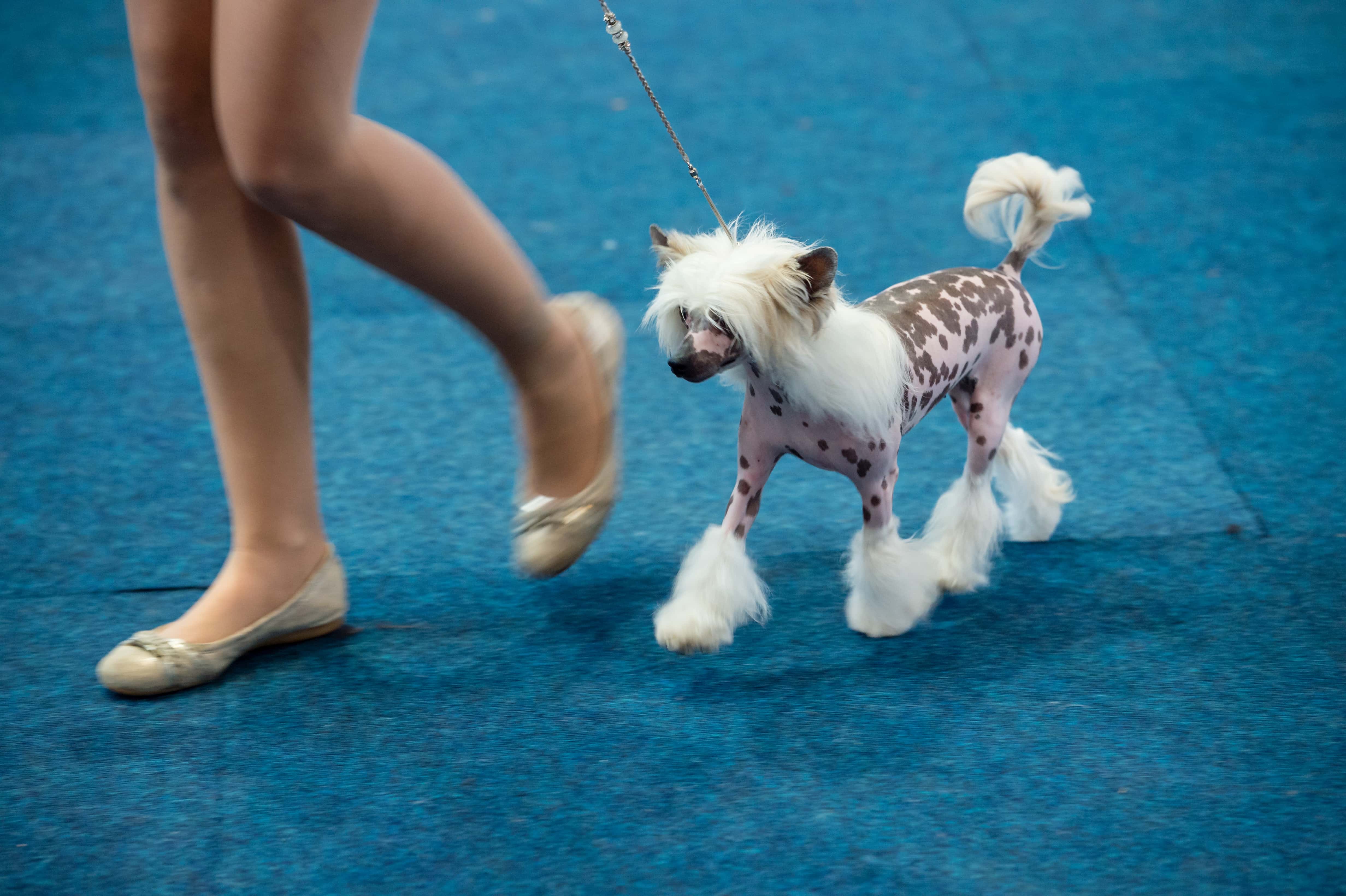 An owner and her dog of the breed 'Chinese Crested Dog' during a competition at the 2018 Dog and Cat (Hund und Katze) pets trade fair at Leipziger Messe trade fair halls on August 26, 2018 in Leipzig, Germany. The weekend fair brings together dog and cat lovers from across the country for beauty and skills competitions as well as exhibitors showcasing the latest in pet food, toys and accessories.