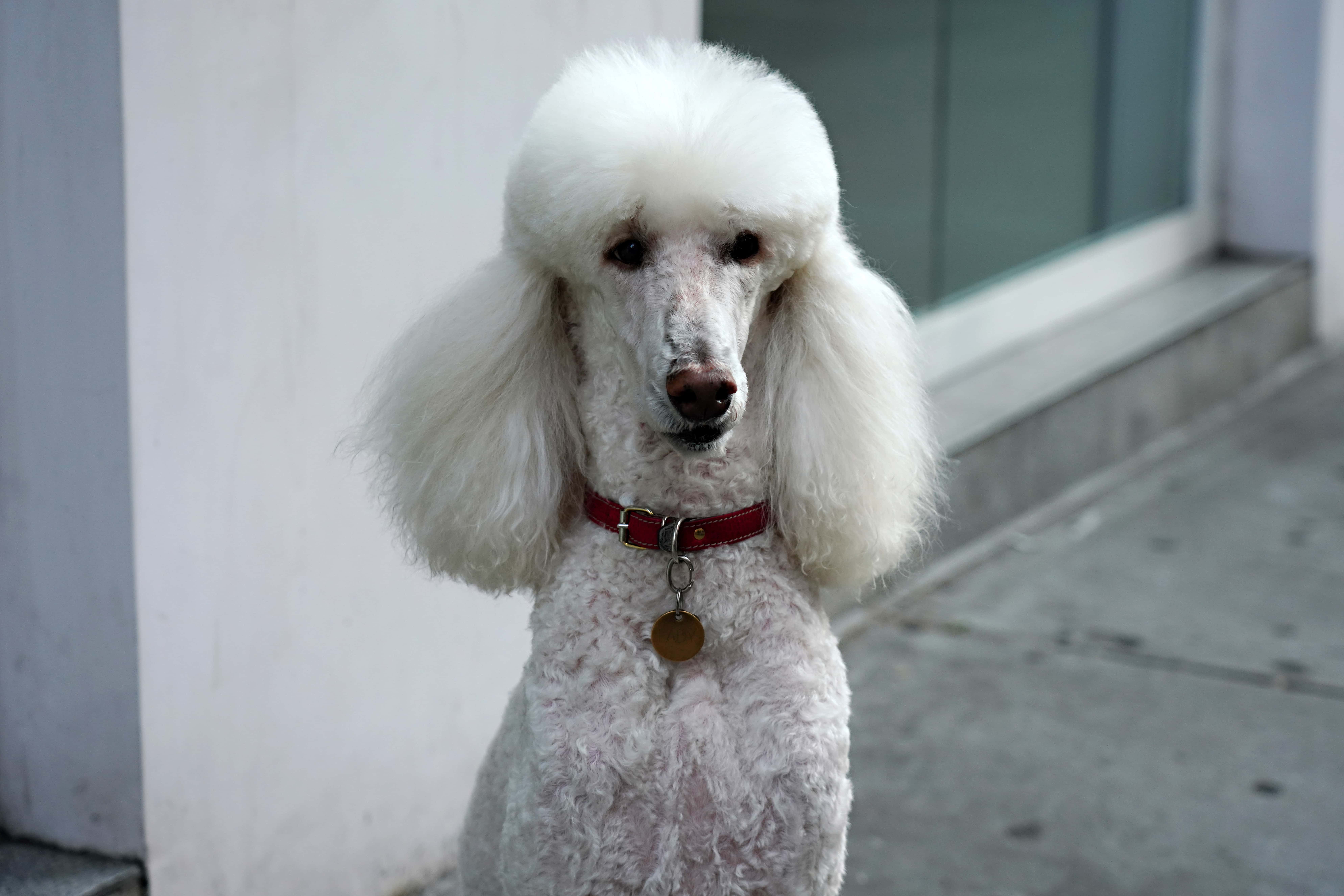 A white Standard Poodle poses for a photo during the coronavirus pandemic on May 15, 2020 in New York City. COVID-19 has spread to most countries around the world, claiming over 308,000 lives with over 4.6 million infections reported.