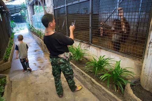 A visitor photographs an orangutan at the Pata Zoo on September 25, 2014 in Bangkok, Thailand.  Located on the 6th and 7th floors of the aging Pata Department Store, the Pata Zoo is being criticized by animal rights activists for having cramped, inadequate facilities. A recent campaign to free Bua Noi, the zoo's only gorilla, has received over 35,000 signatures and the chief of Thailand's Department of National Parks, Wildlife and Plant Conservation has agreed to meet with activists to discuss the matter.