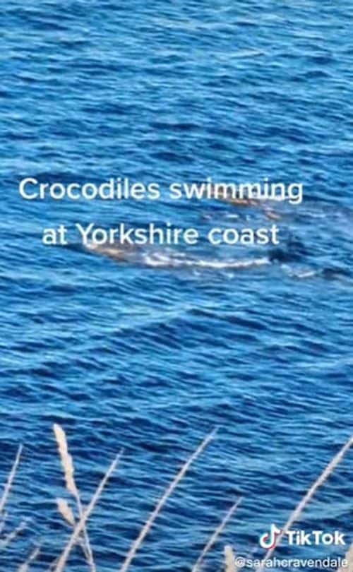 Two large 'crocodiles' either side of a smaller one, swimming in water between Cayton Bay and Filey, Yorkshire (@sarahcravendale/Tiktok)