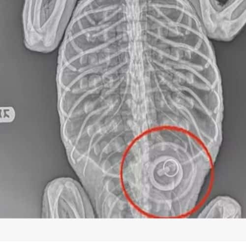 The bathtub stopper that the alligator had swallowed. (The Bronx Zoo)