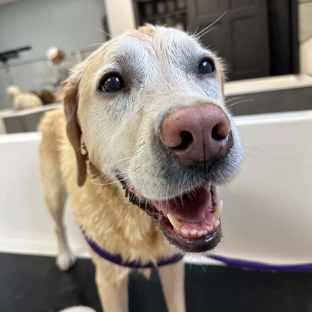 'The Five' host Katie Pavlich has named her dog 'Gadsden' (@katiepavlich/Instagram)