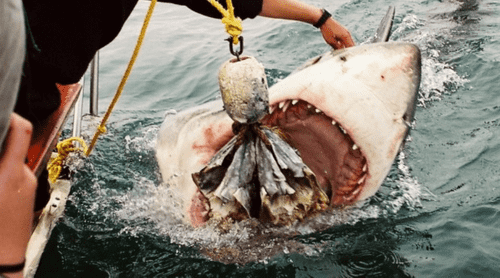 Impressive pictures captured by Christian Kepner show the beast lunging out of the deep blue water (mediadrumworld.com/ @chriskemper2)