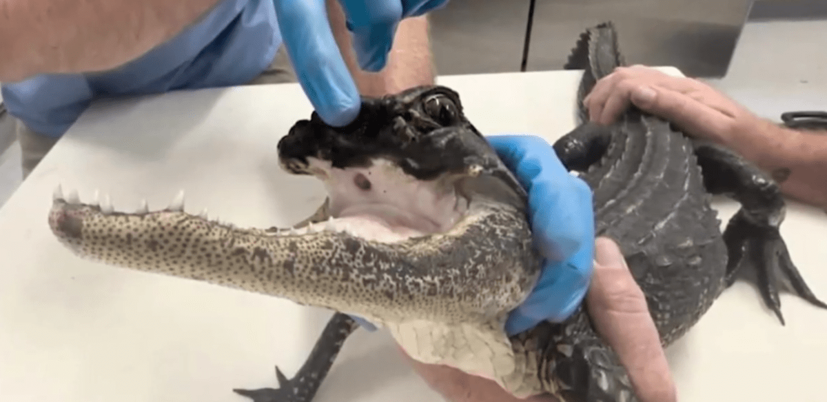 (@CBS12NewsWPEC/Youtube)