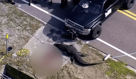 The scene was filled with blood and the alligator carrying Sabrina Peckham's lifeless body in its jaws was shot and killed by the police (Fox News video screenshot)