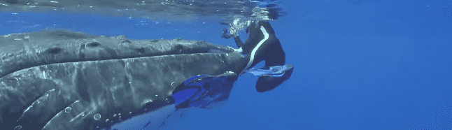 Hauser initially feared for her life, believing the whale might harm her, but her fear transformed into amazement and relief when she realized that the gentle giant was, in fact, her savior 