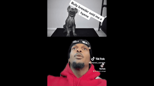 The dog buyer had to wait six weeks to meet his new friend (TikTok/@infared_savage)