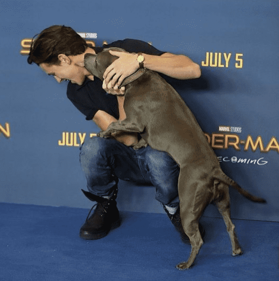 (tomholland2013/Instagram) 