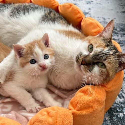 Pepper Potts and Jarvis are up for adoption, ideally as a pair (Instagram/@nashfosterkittens)
