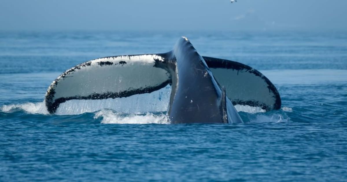 Donald Trump claimed that one whale in 50 years had been killed off the South Carolina coastline after being hit by a speeding vessel. (Getty Image)