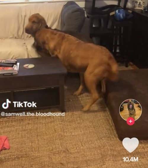 One pup can be seen in the video playing with the other pup on the rear and getting the sibling all worked up