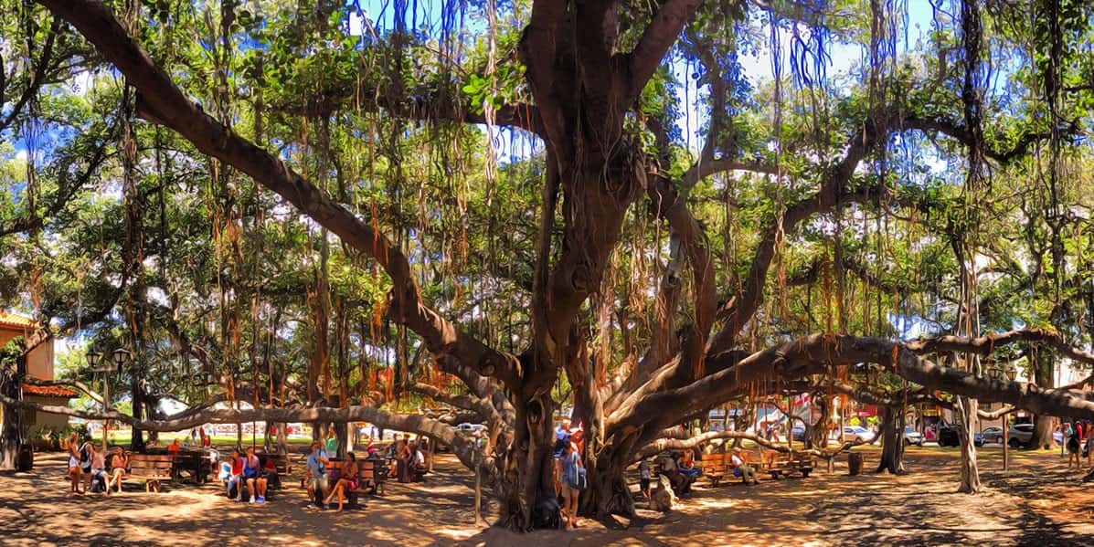 Lahaina Banyan Court Park (Lahaina Town Official Website)